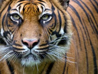 Protect tigers: Keep them out of American backyards