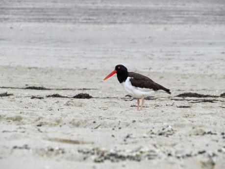 The American Oystercatcher and Black Beach Sand