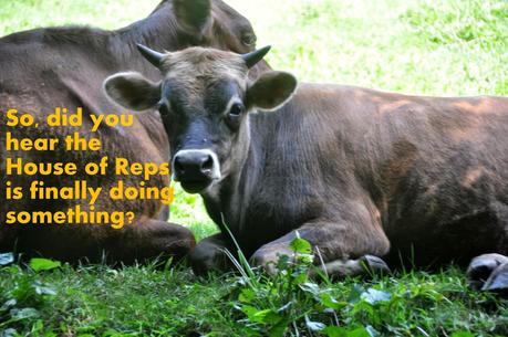 Overheard in the Pasture