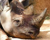 Stop South African Mine That Threatens Rhino Sanctuary  – The Petition Site