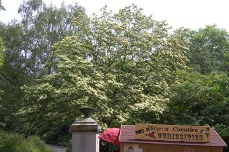 Cornus walteri (07/06/2104, Kew Gardens, London)