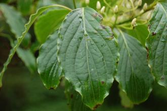 Cornus walteri Leaf (07/06/2104, Kew Gardens, London)