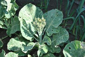 Brassica slug damage