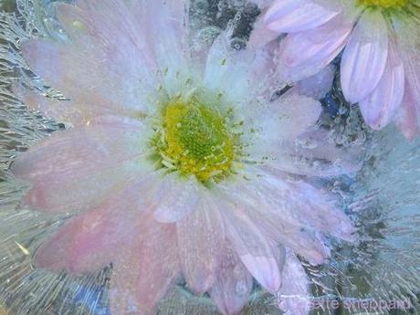 frozen flower © lynette sheppard