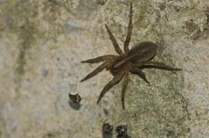Man lights house on fire to kill spider 34_Wolf Spider