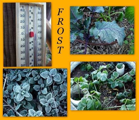 August Frosts
