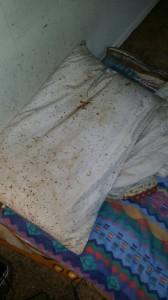 Gross – bedbug issues Photo by Steve Oswalt