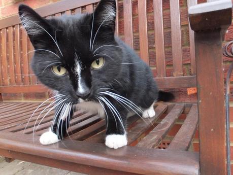 Knickers - Image (c) Alternative Eden Knickers - Image (c) Alternative Eden unauthorised reproduction prohibited