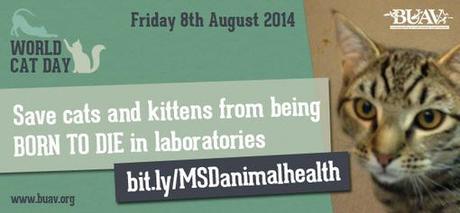 England:  8/8/14 Is ‘World Cat Day’ – The BUAV Exposes Cats Born To Die In UK Labs – Watch the Footage, Please Sign the Petition – and Lots More.