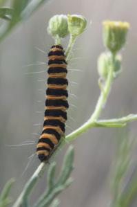 Cinnabar Moth caterpillar on Hoary Ragwort