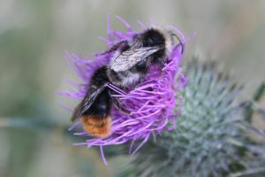 Cirsium vulgare and two species of Bumblebees