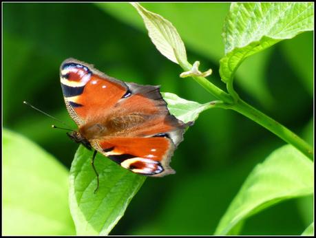 Wildlife in my garden