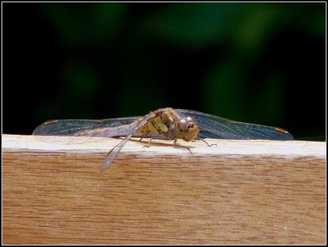 Wildlife in my garden