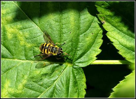 Wildlife in my garden