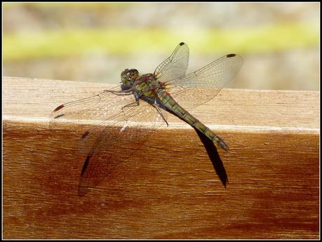 Wildlife in my garden