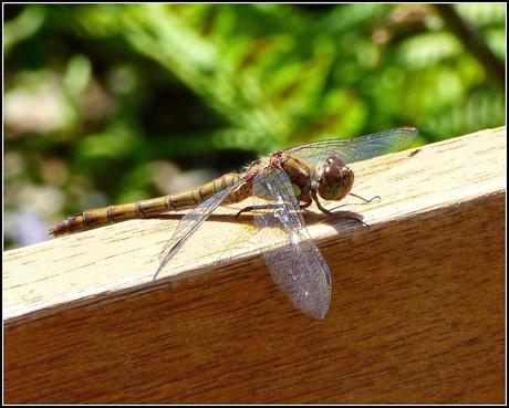 Wildlife in my garden