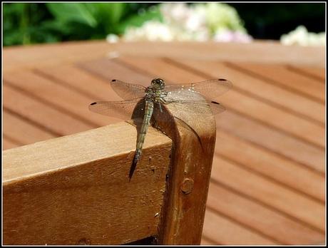 Wildlife in my garden