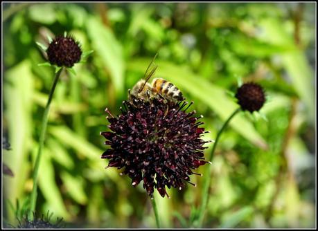 Wildlife in my garden