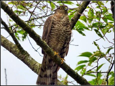 Wildlife in my garden