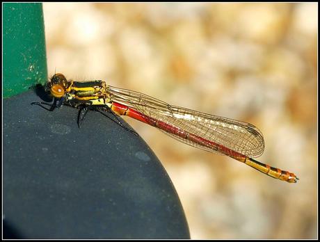 Wildlife in my garden