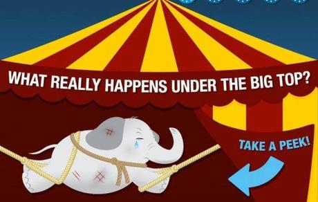 What REALLY Happens Under the Big Top: Why Circuses Should Be Banned Immediately