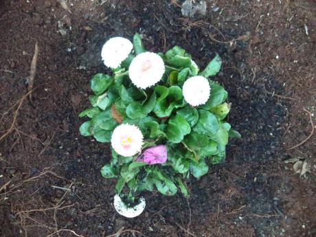 an instant of life captured for eternity DSC00808