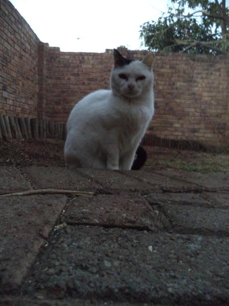 an instant of life captured for eternity DSC00814