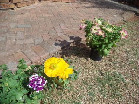 an instant of life captured for eternity DSC00846