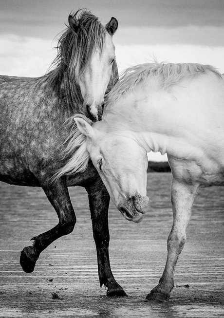 Equestrian Inspired Interior Design horse photography