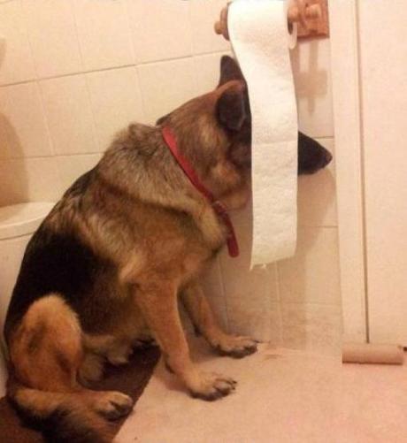 Top 10 Funniest Images of Dogs Hiding