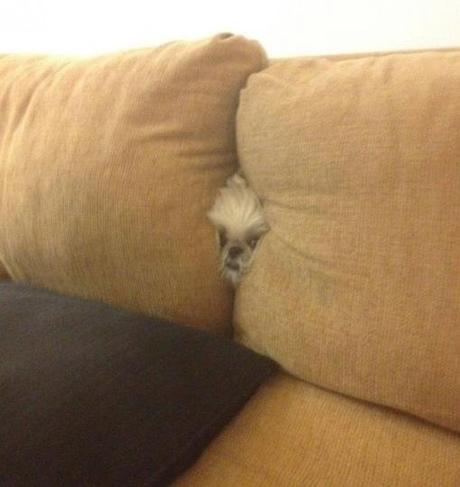 Top 10 Funniest Images of Dogs Hiding