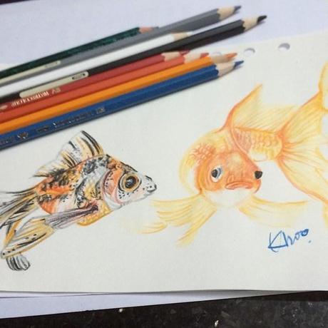 Goldfish color pencil illustration by jc.khoo