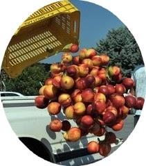 Ukraine Crisis - EU embargo - Russia retaliates -  apples, peaches fruits rot