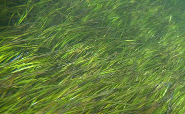Let’s Start Caring About Kelp and Seagrass Like We Care About Rainforest Let’s Start Caring About Kelp and Seagrass Like We Care About Rainforest