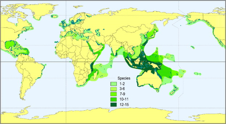 Let’s Start Caring About Kelp and Seagrass Like We Care About Rainforest Let’s Start Caring About Kelp and Seagrass Like We Care About Rainforest