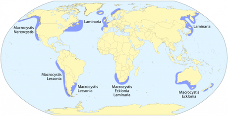 Let’s Start Caring About Kelp and Seagrass Like We Care About Rainforest Kelp Forest Distribution (Woodward, Radford.edu)