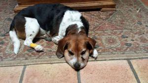 What a Difference a Day Makes, #1033 Bender_Swollen