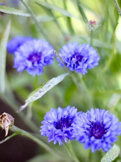 Blue-Cornflowers