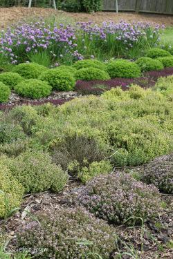 Visit to Jimmy Doherty Farm in Suffolk Gathering garden inspiration from Jimmy’s Farm