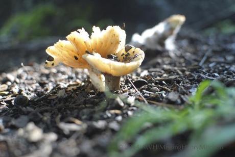 sunny mushroom