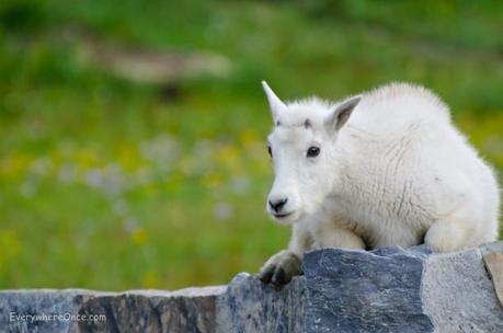 Baby Mountain Goat Glacier National Park