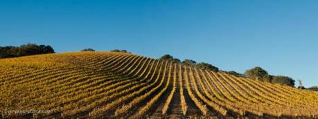 Paso Robles Vineyard