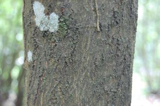 Eucryphia glutinosa Bark (28/07/2014, Botanique National de Brest, France)
