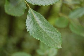 Eucryphia glutinosa Leaf (28/07/2014, Botanique National de Brest, France)