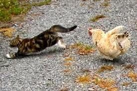 The Kitten (Si Mungil) and The hen