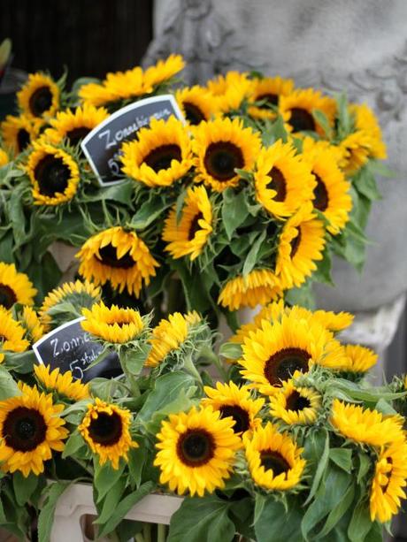 Sunflowers-in-Amsterdam