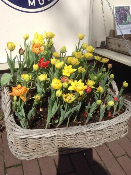 Tulips-In-Amsterdam