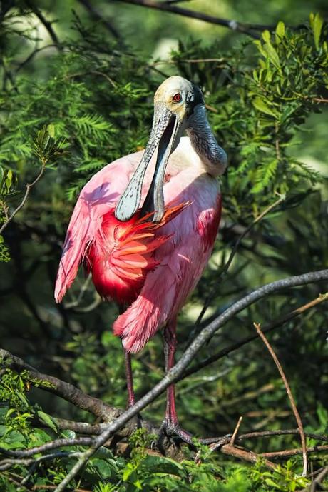 Rosate-Spoonbill-Preening-Its-Tail-Feathers