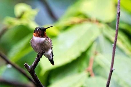 Ruby-throated-Hummingbird