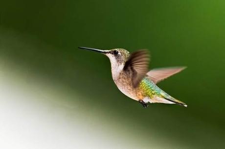 Female-Ruby-throated-Hummingbird-2